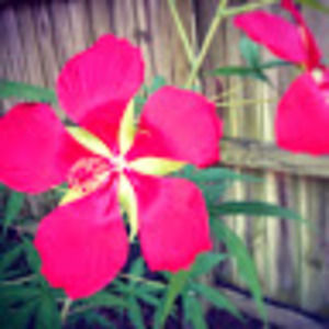 Meet your Posher, Geri